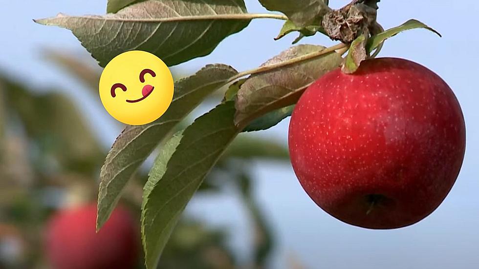 University Of Minnesota Apple-Breeding Program Unveils New Creation