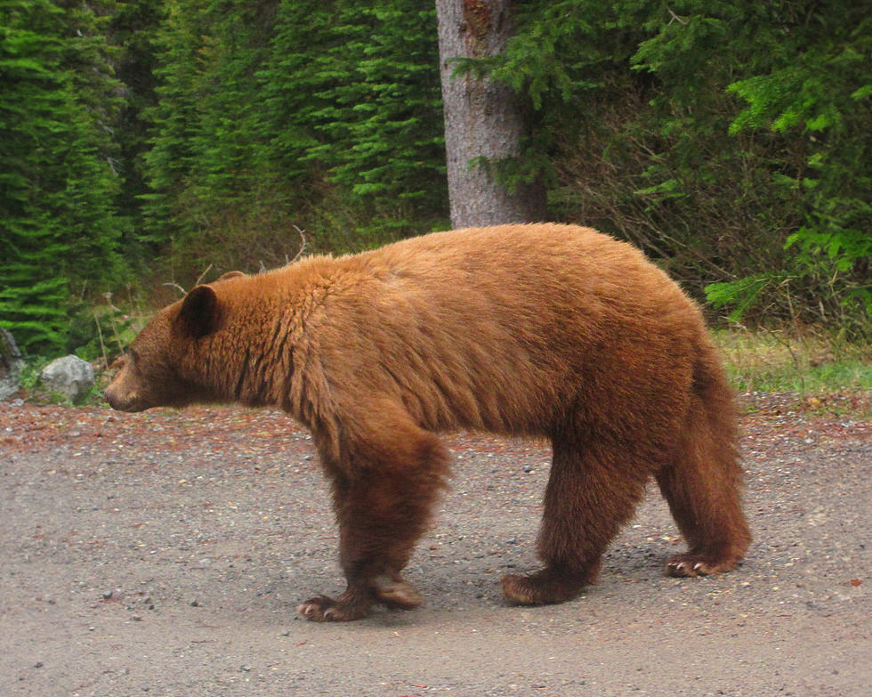 Minnesota Only Has Black Bears, Right? Not Exactly &#8211; You Could Encounter A Brown Bear
