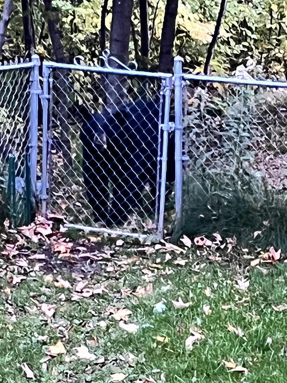 Big Black Bear Roams Duluth&#8217;s Lakeside Neighborhood, Scratches Butt On Trees