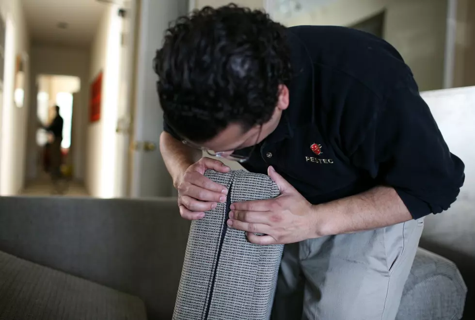 Exterminators Tackle Growing U.S. Bed Bug Problem