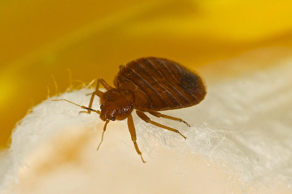 Wisconsin City Named One Of The Most Bed Bug Infested