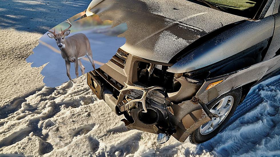 What To Do If You Hit A Deer With Your Vehicle In Minnesota