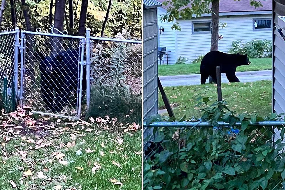 Big Black Bear Roams Duluth’s Lakeside Neighborhood, Scratches Butt On Trees