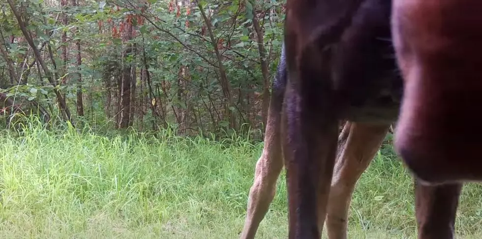 Voyageurs Wolf Project
