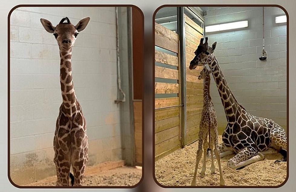 Minnesota’s Como Park Zoo Announces Birth Of Adorable Baby Giraffe