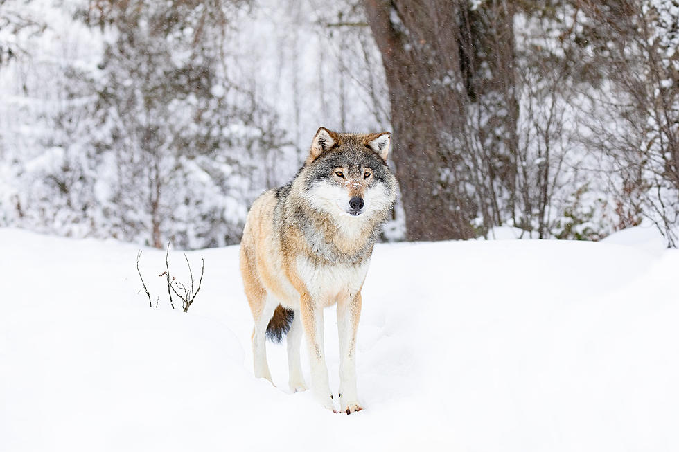 Minnesota DNR Report - Be Alert With Your Pets Due To Wolves