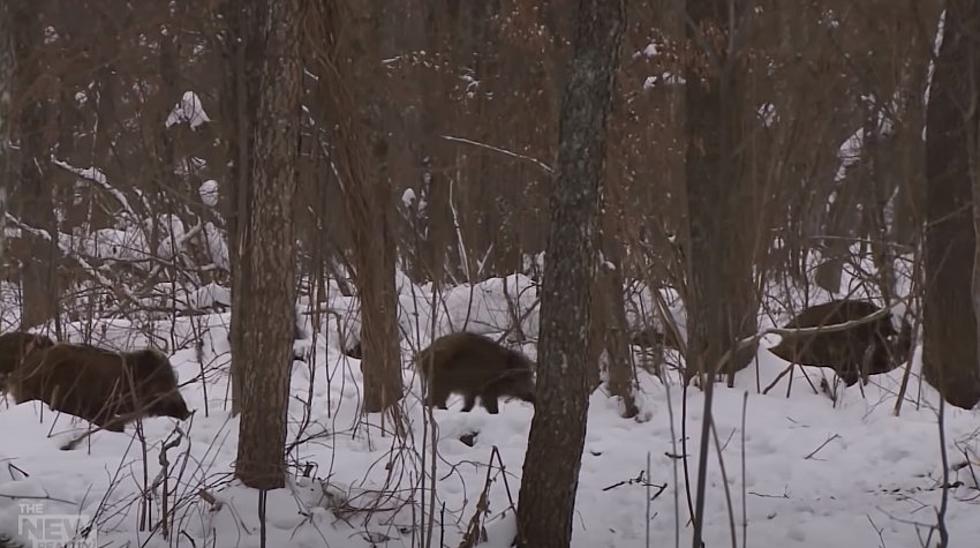 Keep An Eye Out For Invasive ‘Super Pigs’ Coming To Minnesota From Canada