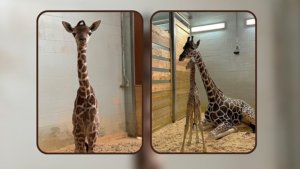 Minnesota&#8217;s Como Park Zoo Announces Birth Of Adorable Baby Giraffe