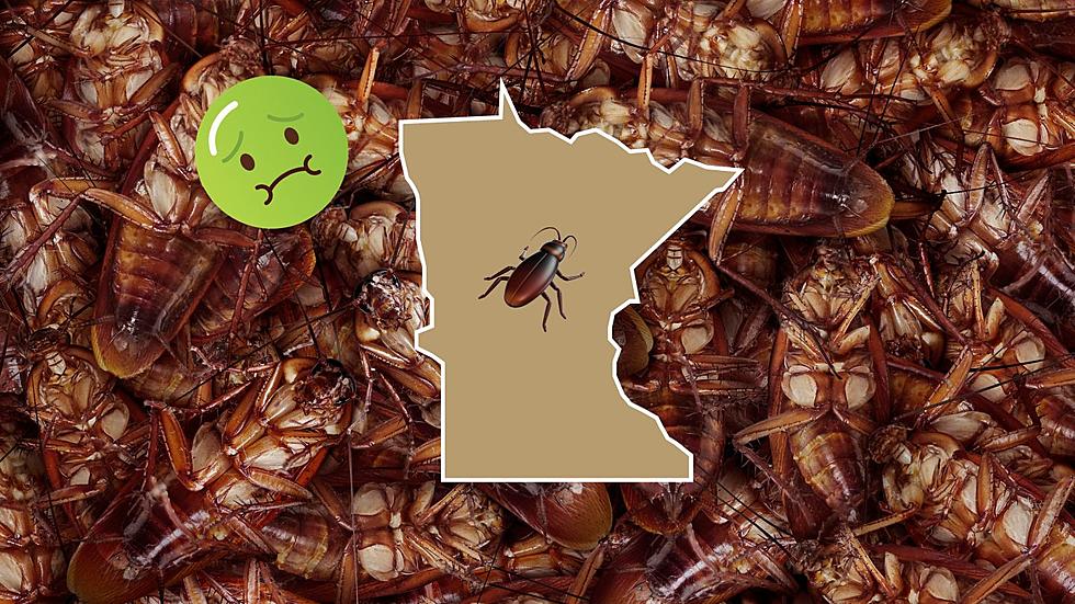 Yuck! Minnesota City Named One Of The Most Cockroach Infested In America
