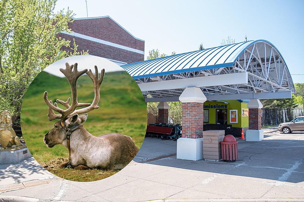 Lake Superior Zoo Announces New Exhibit For 2024