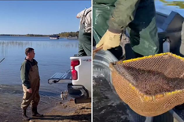 Minnesota DNR Shares Video Of How They Stock Walleyes + The Year-Round Process