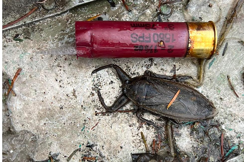 Did You Know That We Have ‘Toe-Biter’ Beetles In Minnesota? They Can Even Eat Turtles