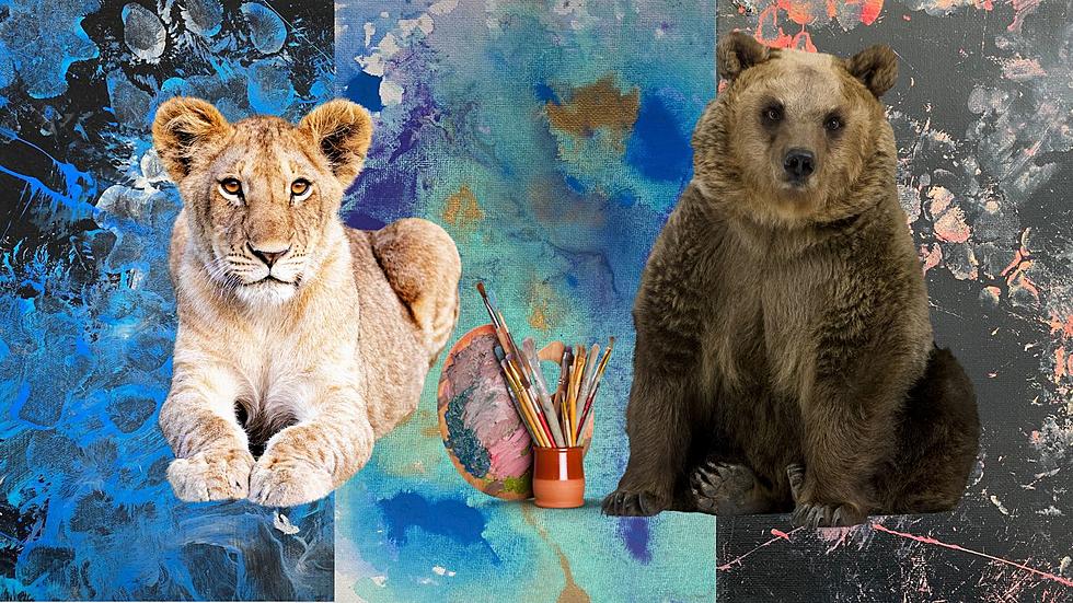 Duluth's Lake Superior Zoo Sells Paintings Created By Animals