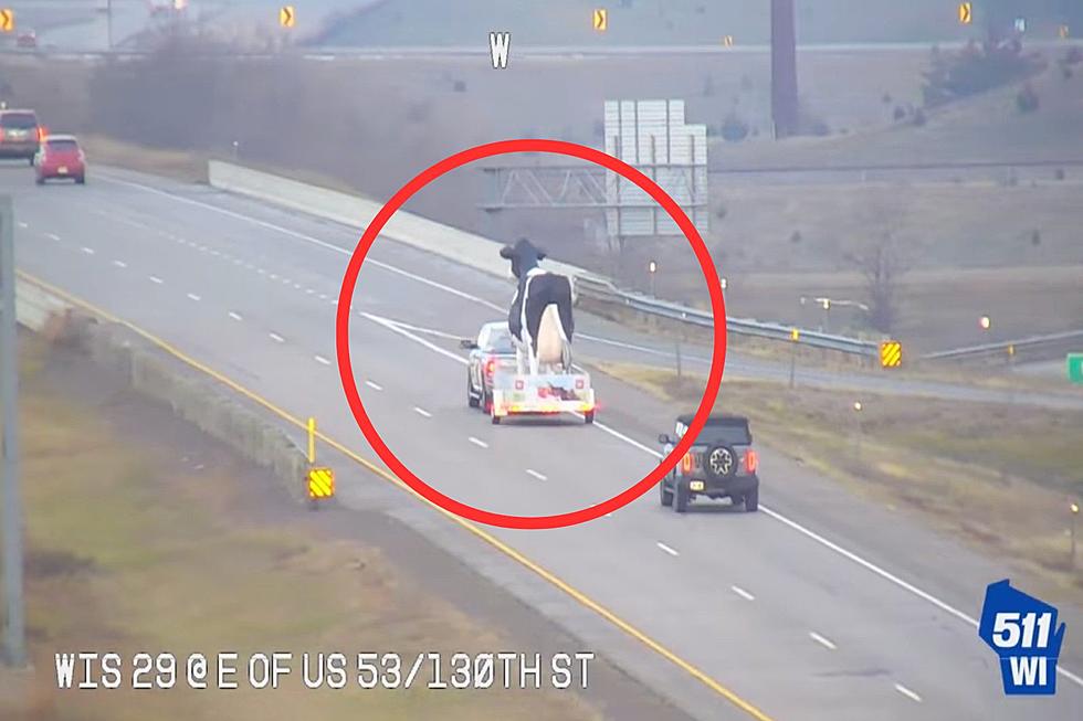 WATCH: WisDOT Shares Video Of Cow Statue Cruising Along Highway 