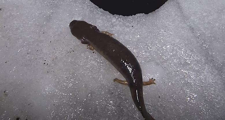 MN DNR Wants You To Report If You Caught A Mudpuppy