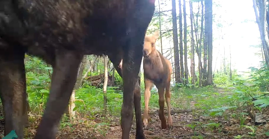 Voyageur's Wolf Project YouTube