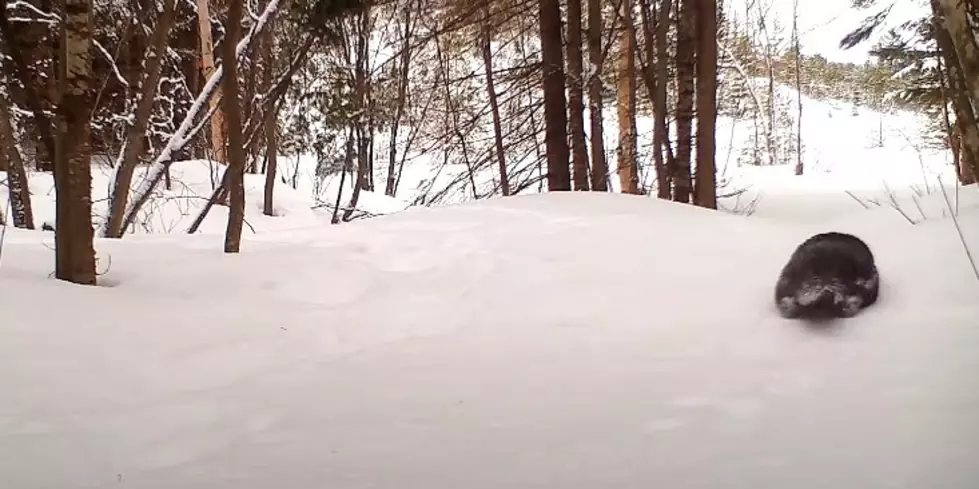 Voyageur's Wolf Project YouTube