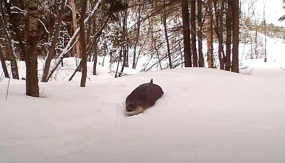 Otters Playing In The Snow + Photogenic Moose Calf Captured In Northern Minnesota Wildlife Camera