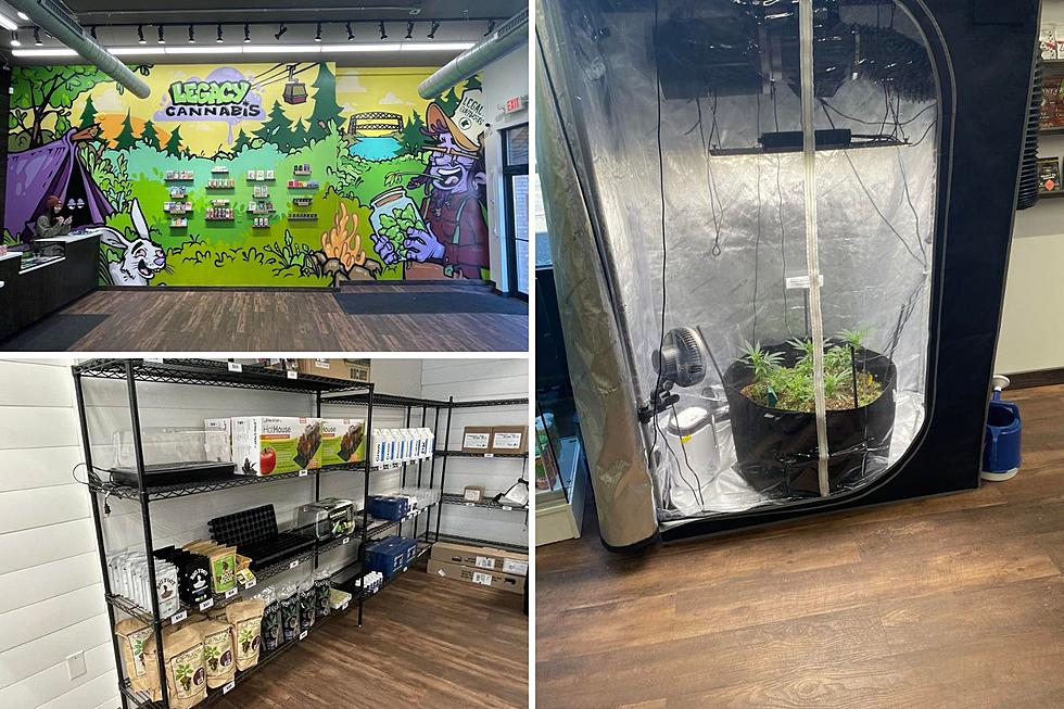 Learn How To Grow Your Own Marijuana With New Shop In Lincoln Park