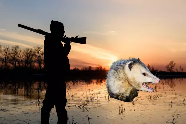 12 Animals You Can Hunt Year-Round In Wisconsin