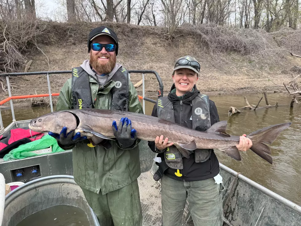 You Won&#8217;t Believe How Far This Tagged Wisconsin Sturgeon Swam