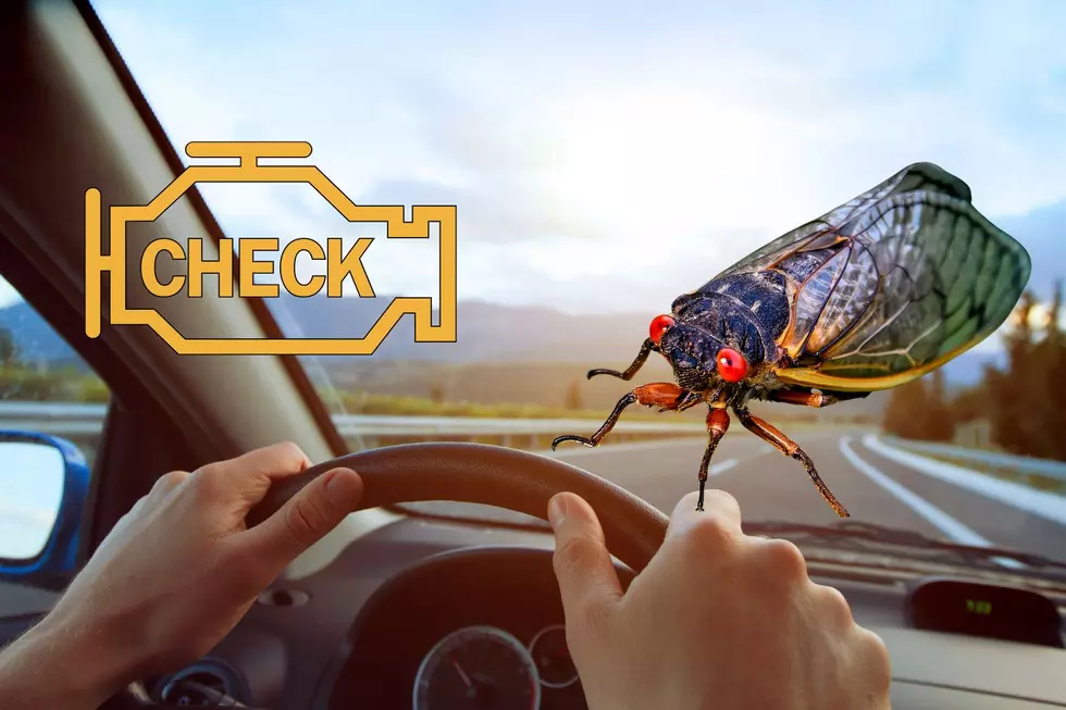 Wisconsin + Illinois Drivers Should Protect Their Car From Incoming Cicada Invasion