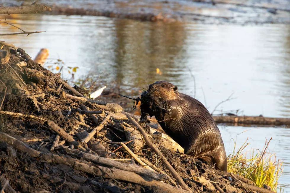 Is It Legal To Remove A Beaver Dam From My Private Property In Minnesota?