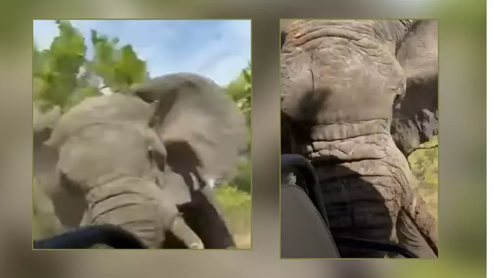 Massive Elephant Suddenly Charges Safari, Killing Minnesota Woman