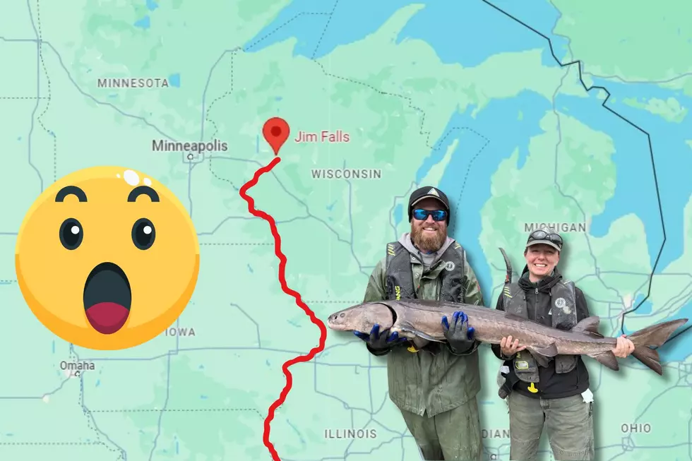 You Won’t Believe How Far This Tagged Wisconsin Sturgeon Swam