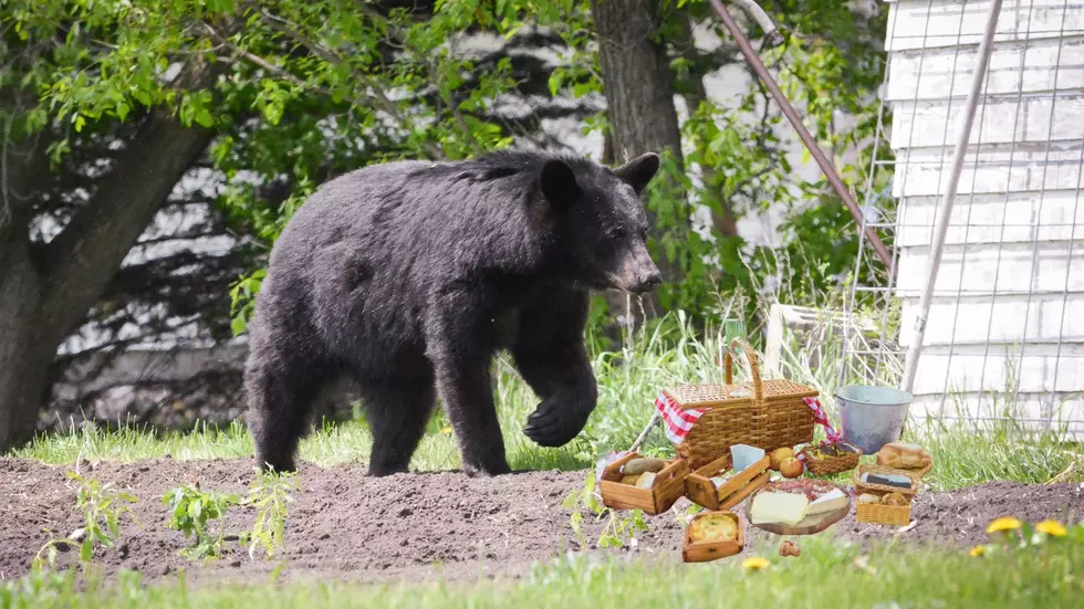 Here Is How To Prevent Conflicts With Bears In Minnesota