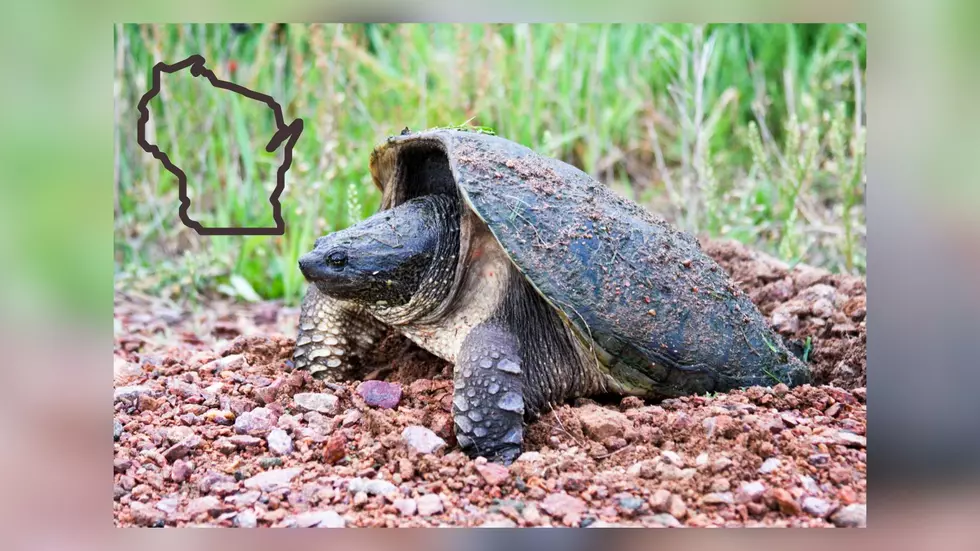 Here Is How To Protect Wisconsin Turtles During Nesting Season