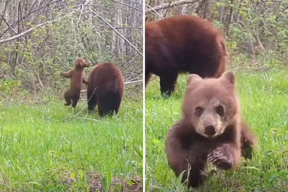Watch Adorable, Mischievous Bear Cub Charge Wildlife Camera In Minnesota