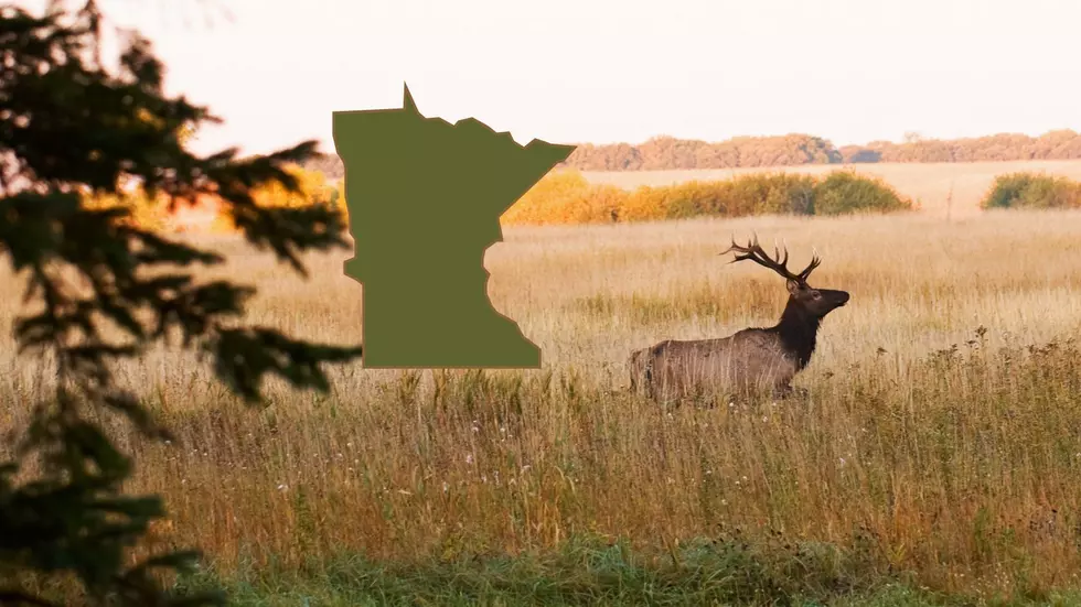License Applications Now Open For Minnesota Elk Hunt