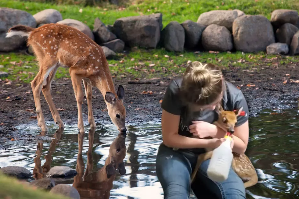 Is It Legal To Have A Pet Deer In Minnesota?