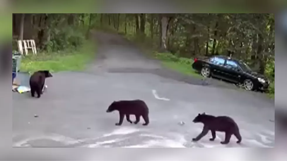 WATCH: Bear Chases Dog, And Then Dog's Owner In Minnesota