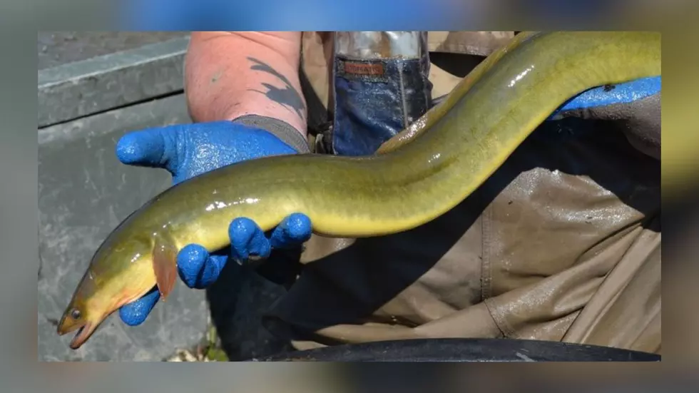 The Truth About Ocean Fish Swimming In Minnesota Lakes