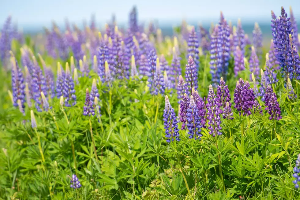 When Are Northern Minnesota&#8217;s Lupines Blooming This Year?