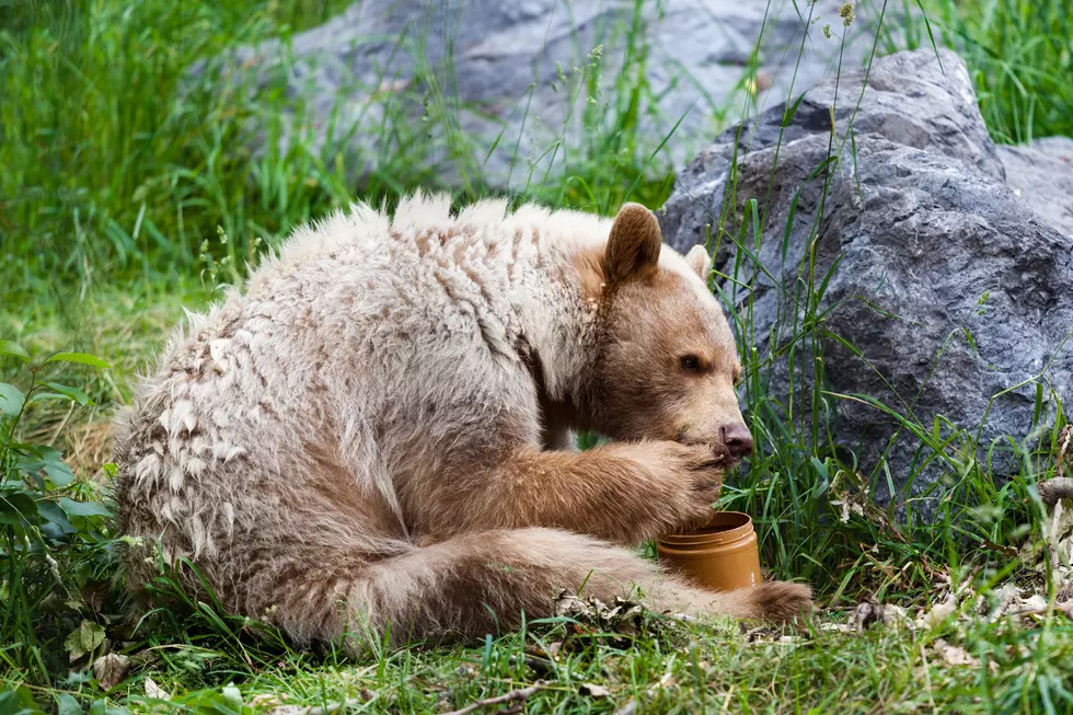 Can You Own A Pet Bear In Minnesota Or Wisconsin?