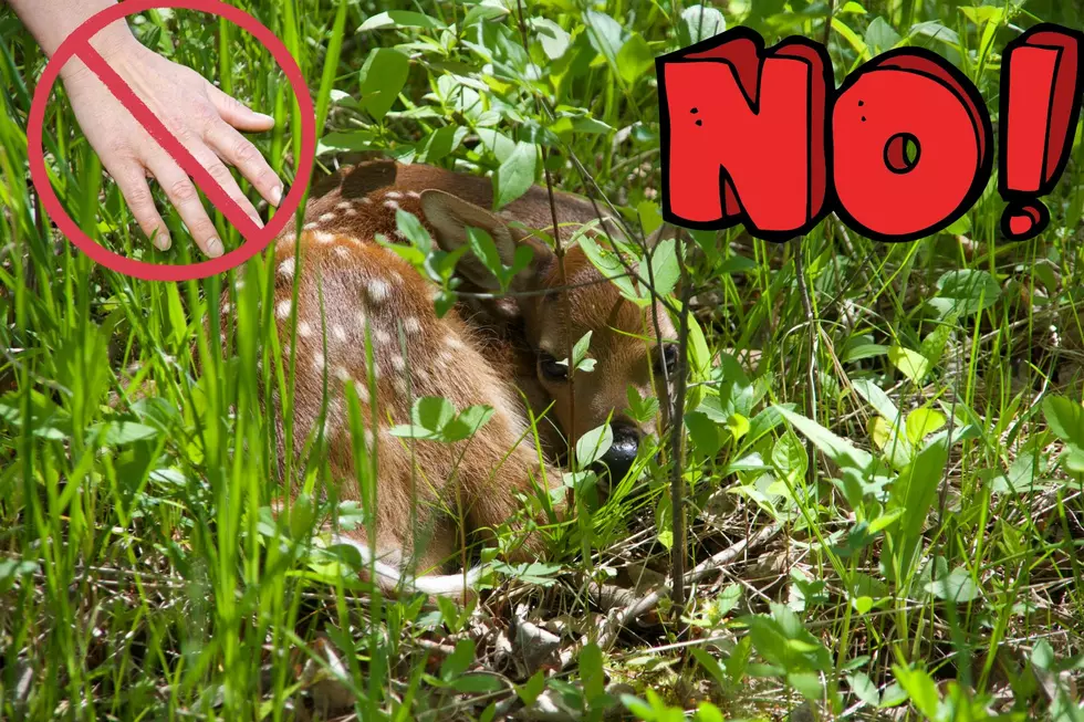 Minnesota DNR – ‘If You Care, Leave It There’ – Stop Kidnapping Fawns