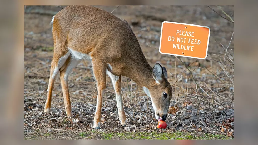 Now 24 Minnesota Counties Have Deer Feeding + Attractant Bans