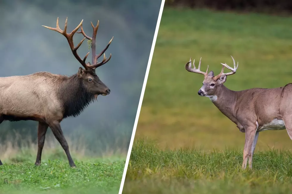 Elk Spreading Across Minnesota + DNR Wants Deer Hunters To Know The Difference