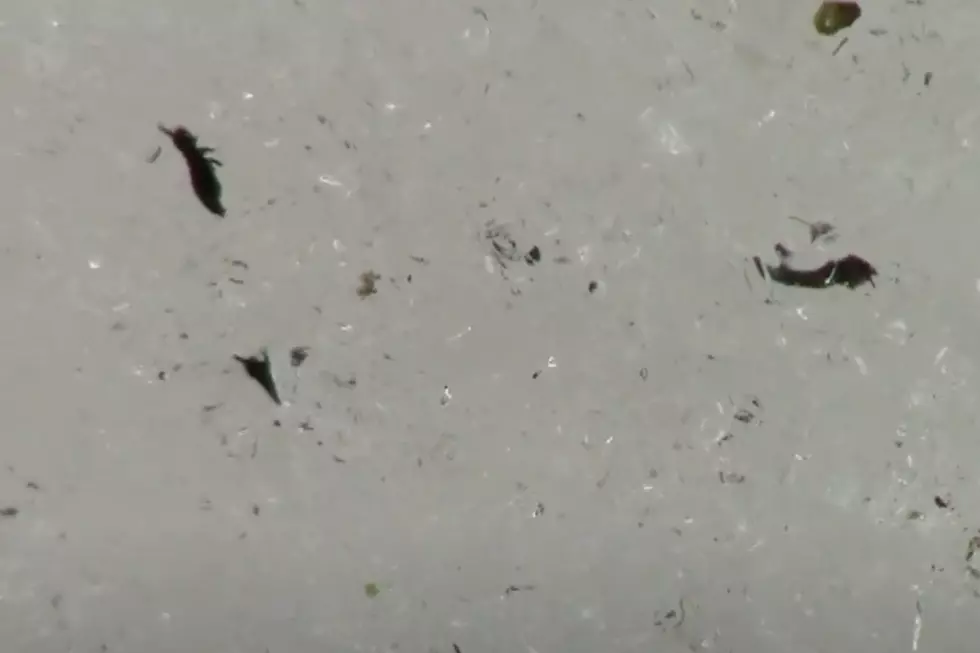 What Are Snow Fleas? All About The Wisconsin Creature