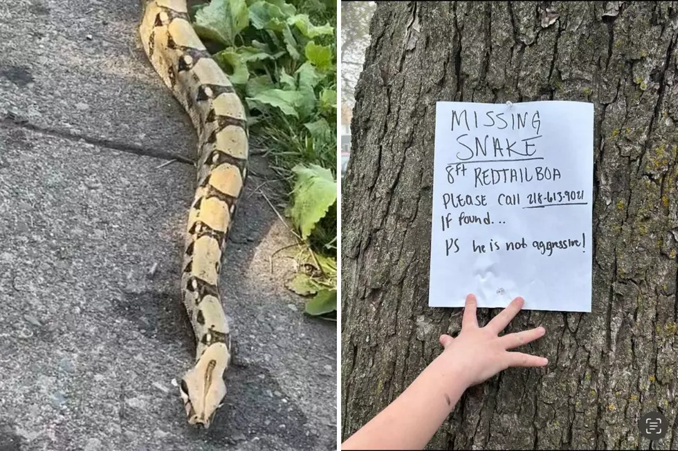 8 Foot Pet Snake Missing In Duluth Neighborhood
