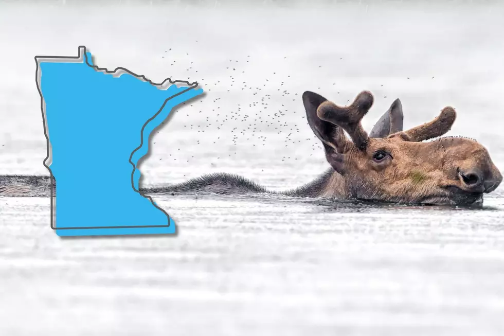Minnesota Animals That Are Great Swimmers