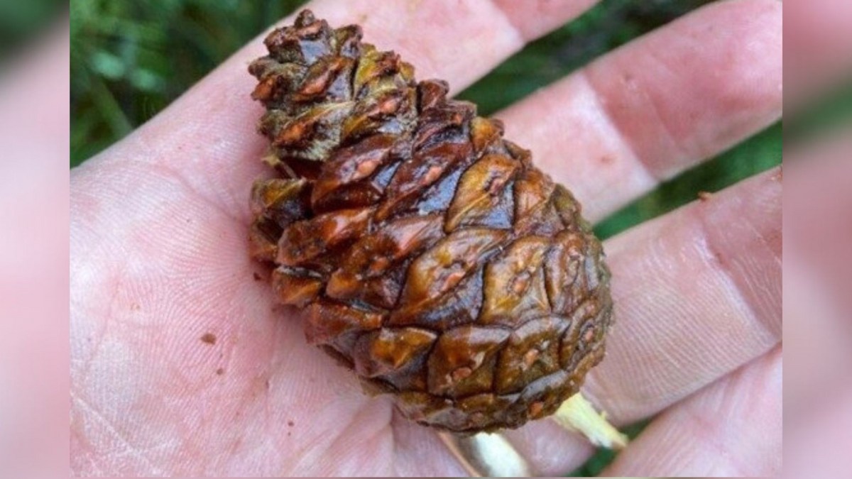 DNR Now Paying People To Collect Pine Cones In Wisconsin