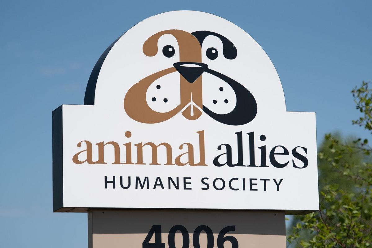 Great Dane Puppies Rescued After Family Fire In Local Community Great Dane Puppies Rescued After Family Fire In Local Community