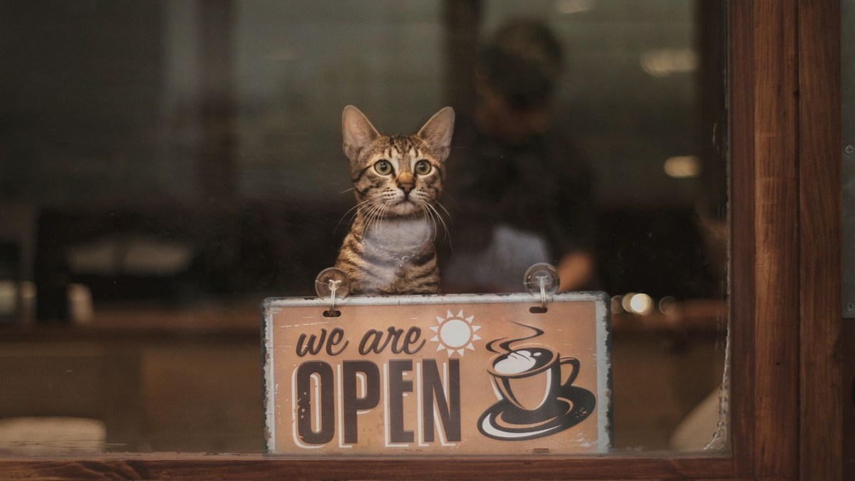 Two Minnesota Cat Cafes Land On USA Today List Of Nation’s Best Two Minnesota Cat Cafes Land On USA Today List Of Nation’s Best