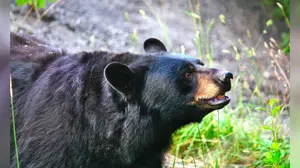 Bear Activity Prompts Emergency Order At Popular Campground In Minnesota
