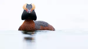 A Popular 27-Mile Wildlife Drive Opens Soon In Minnesota