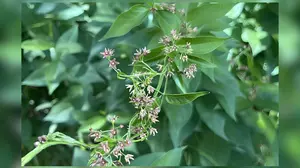 Invasive Vine That Threatens Monarch Butterflies Now Found In Wisconsin